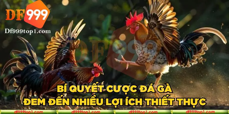 Bí quyết cược đá gà đem đến nhiều lợi ích thiết thực